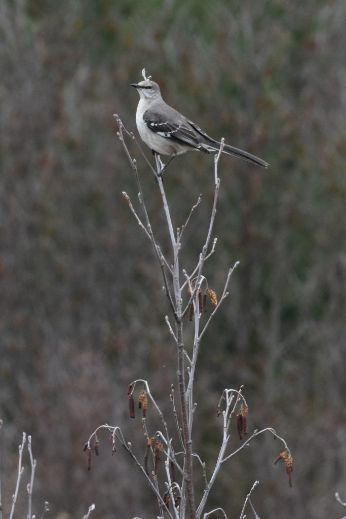 Northern Mockingbird at Black River Wildlands. Photo David J. Hawke.