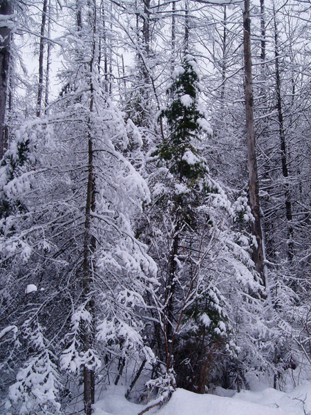 McDarker winter spruce