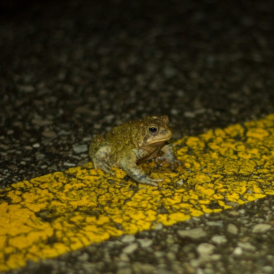 Image of a toad on the road