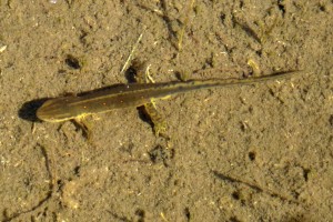 Red Spotted Newt were breeding in the large pond on the property