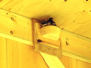 Barn swallows on nest cup