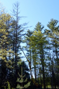 Trees at Grant's Woods