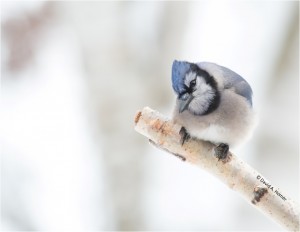 Photo of a Blue Jay by David A. Homer