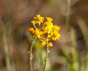 Balsam_Ragwort