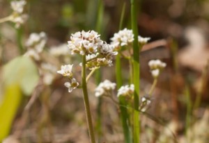 Field_Chickweed