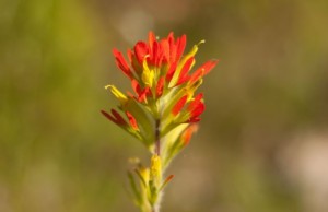 Indian_Paintbrush