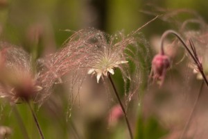 Prairie_Smoke