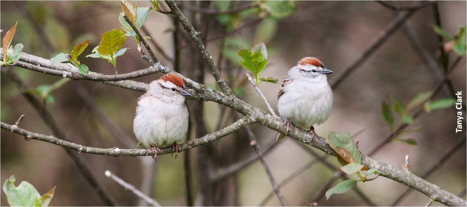 Chipping Sparrows. Tanya Clark.