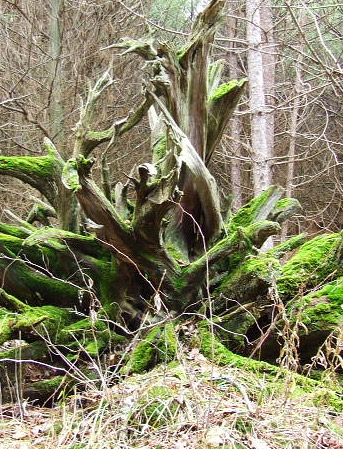 Photo: pine stump