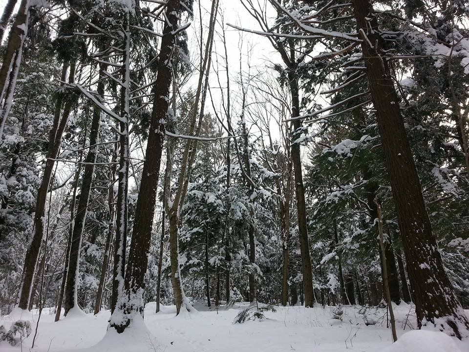 forest of tall trees in snow