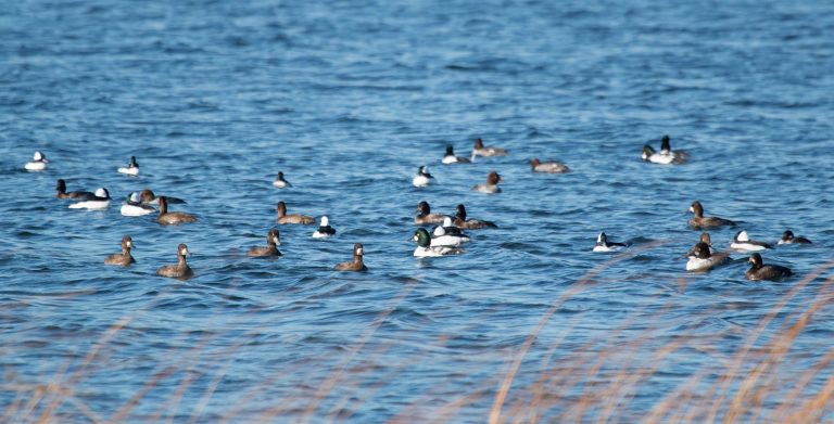 group of ducks floating on the water