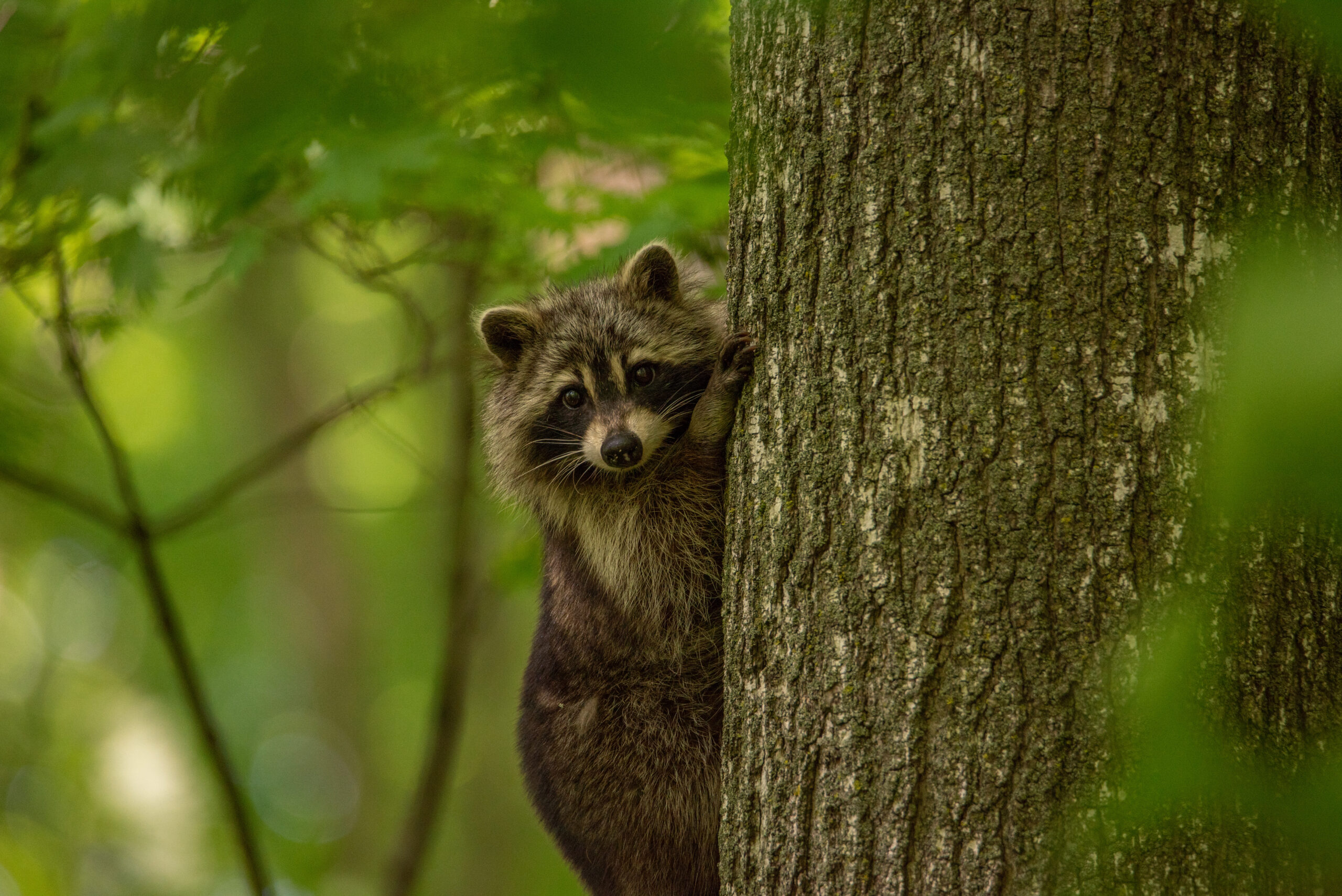 Featured image for “The Church Woods Nature Reserve: Protecting urban wild spaces”