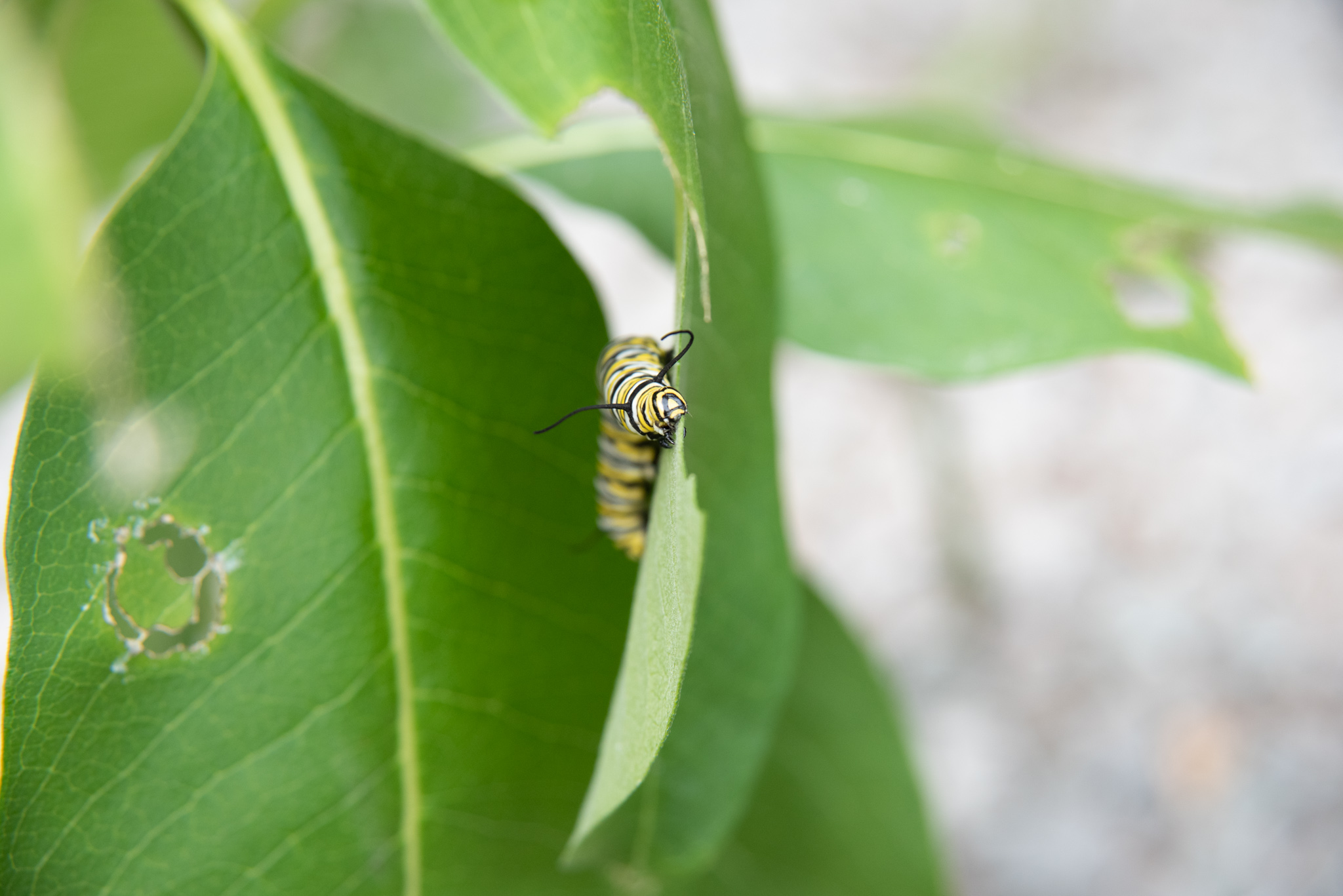 Monarch Caterpiller. Joelle Burnie.