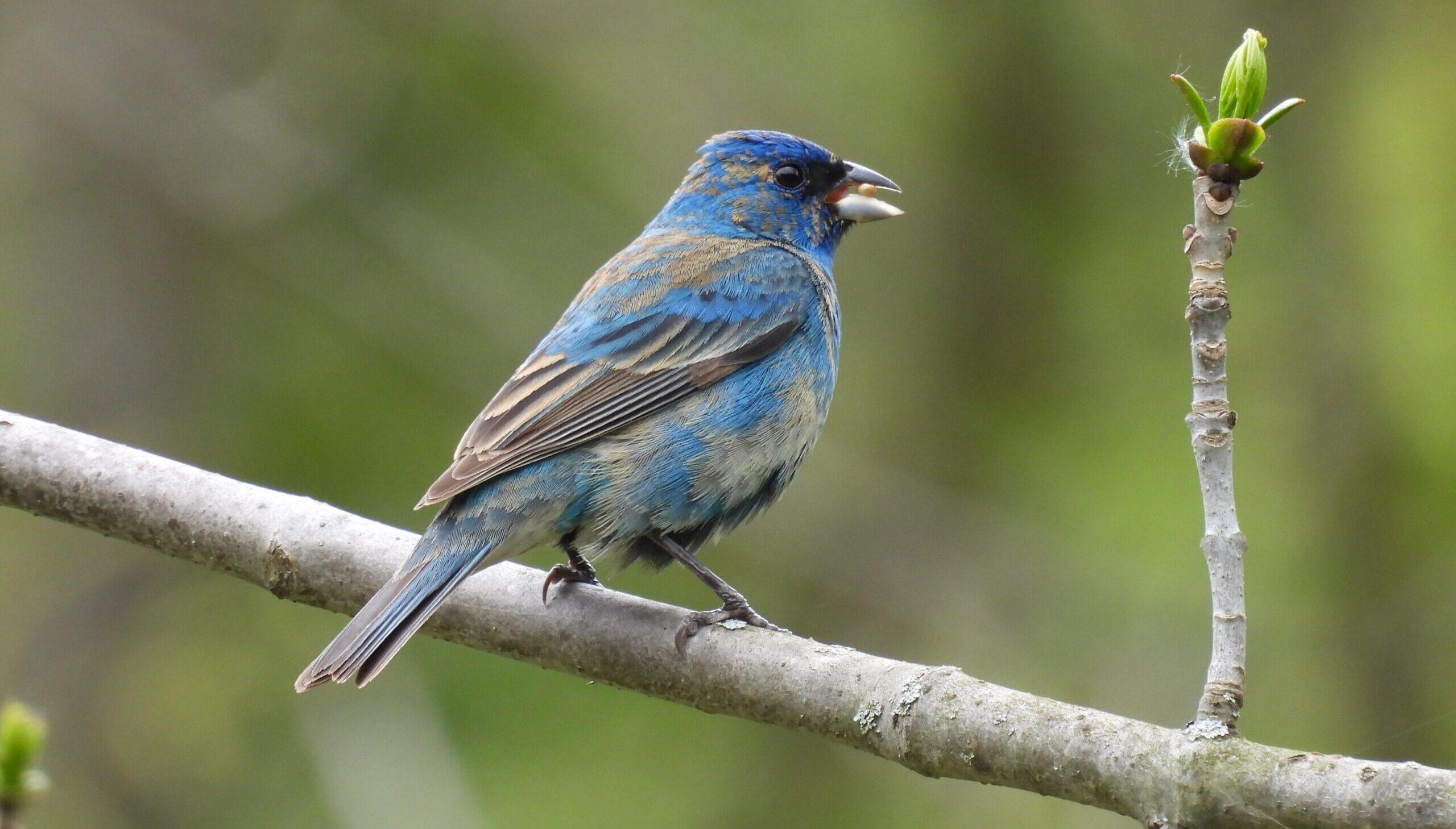 Indigo Bunting. Tanya Clark.