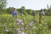 Field Notes: Monarch Monitoring