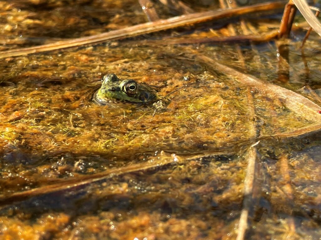 Image: frog head poking out of water