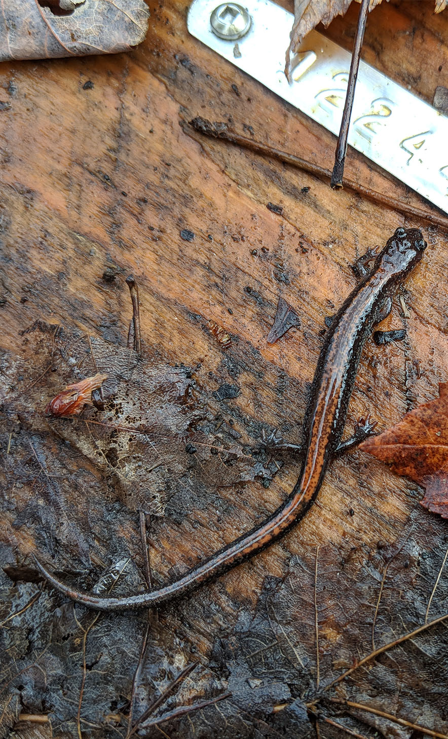 Eastern Red-backed Salamander on board