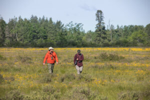 Two birders walk across the vast Carden Alvar with plants in full bloom