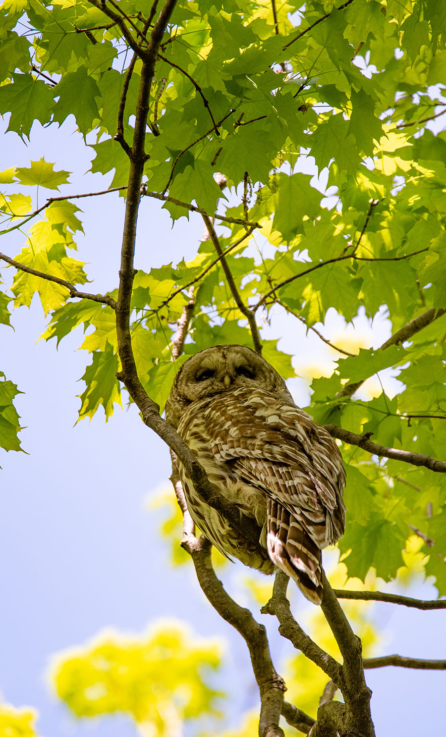 barred owl in Church Woods