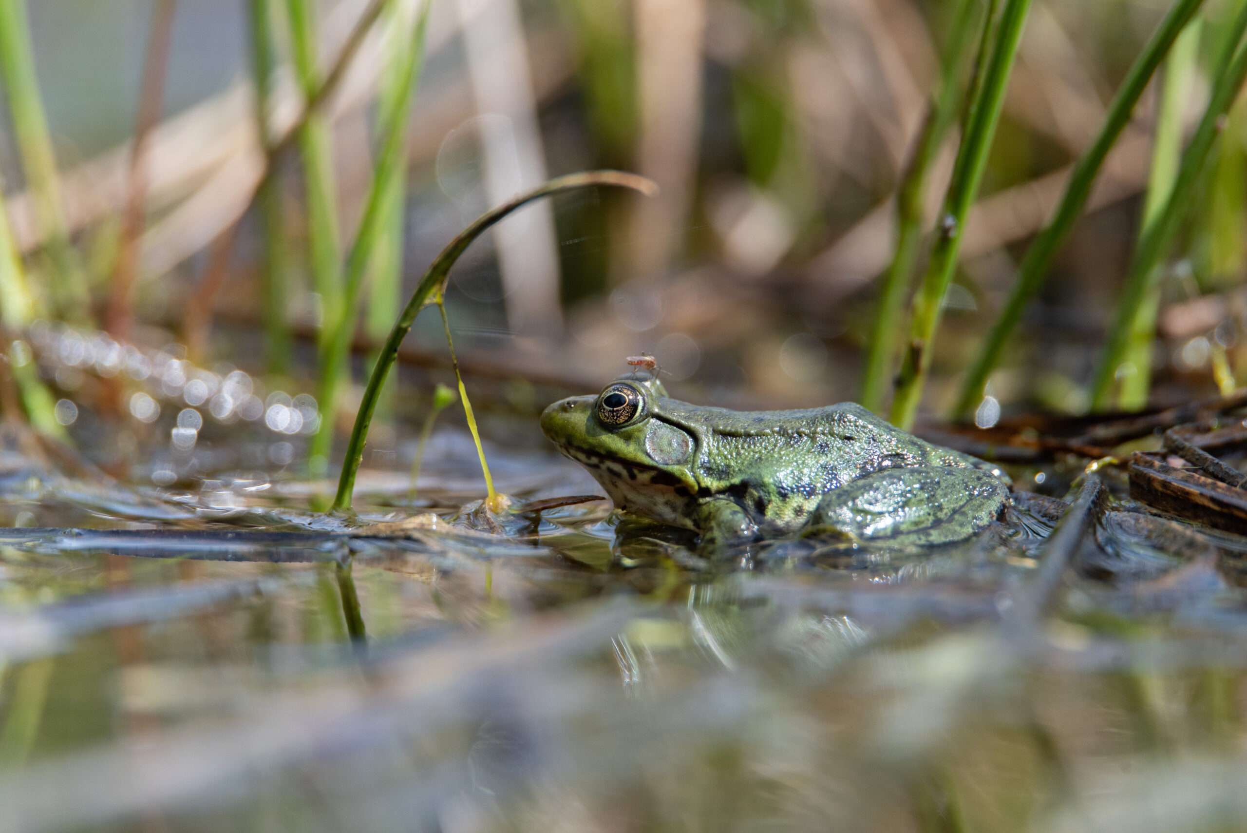 Green Frog. Toby Rowland.