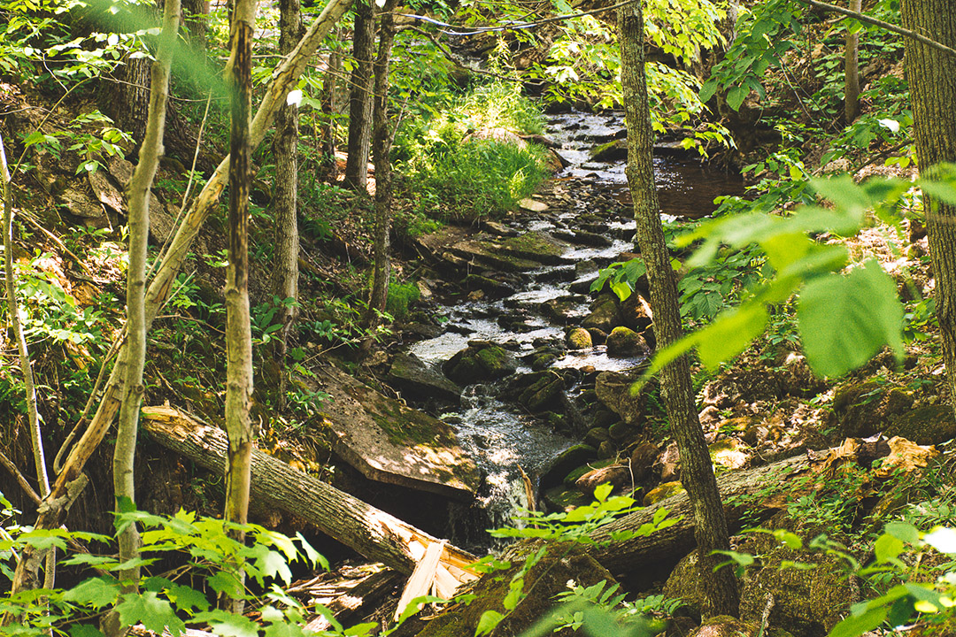 stream in woods on Sweetwater Farm