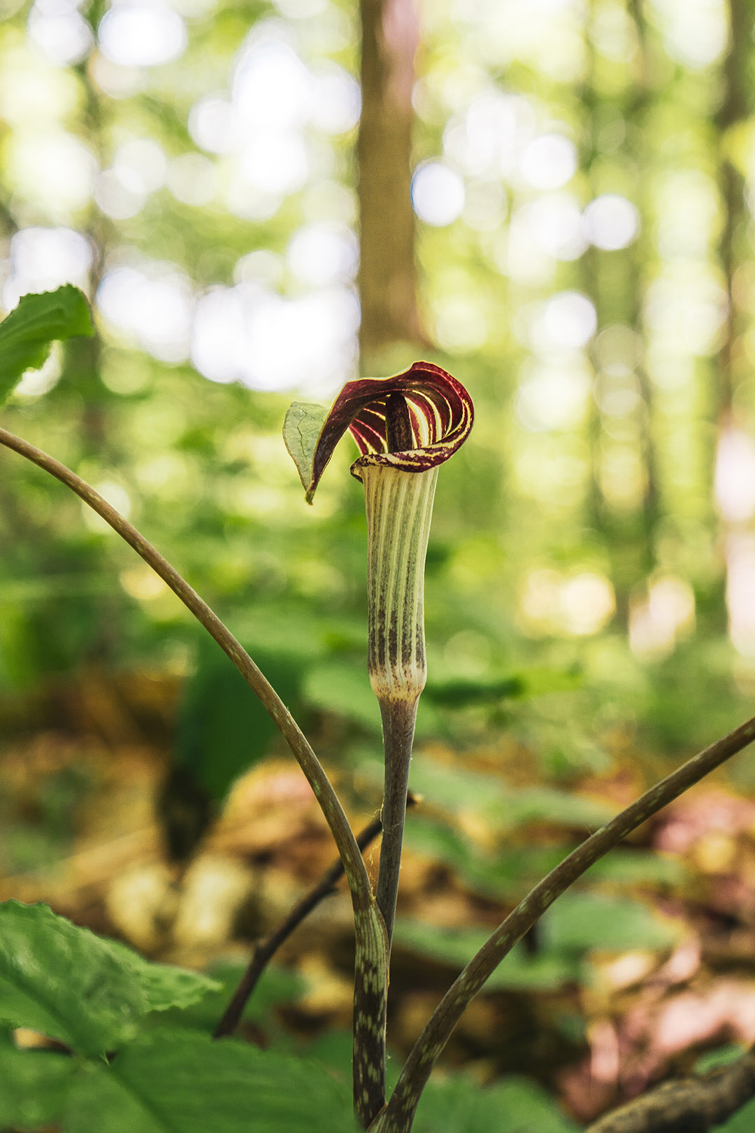 Jack-in-the-pulpit on Sweetwater Farm