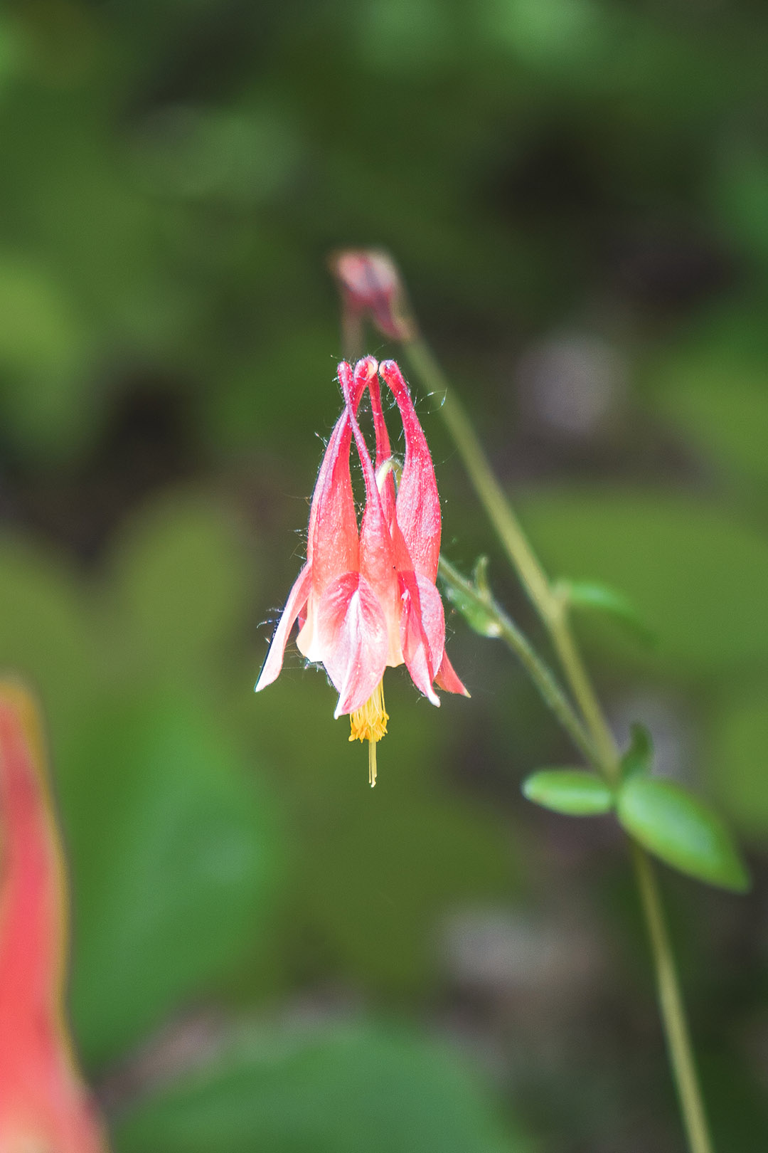 pink columbine on Sweetwater Farm