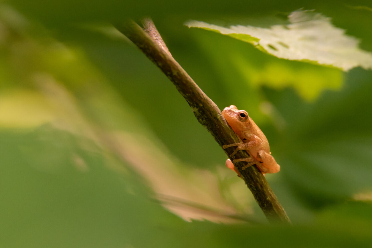 spring peeper on a branch at marley reserve