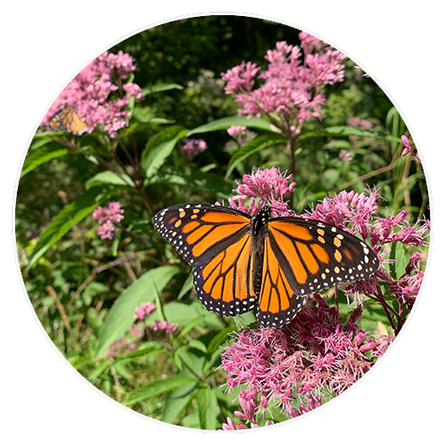 monarch butterfly on milkweed