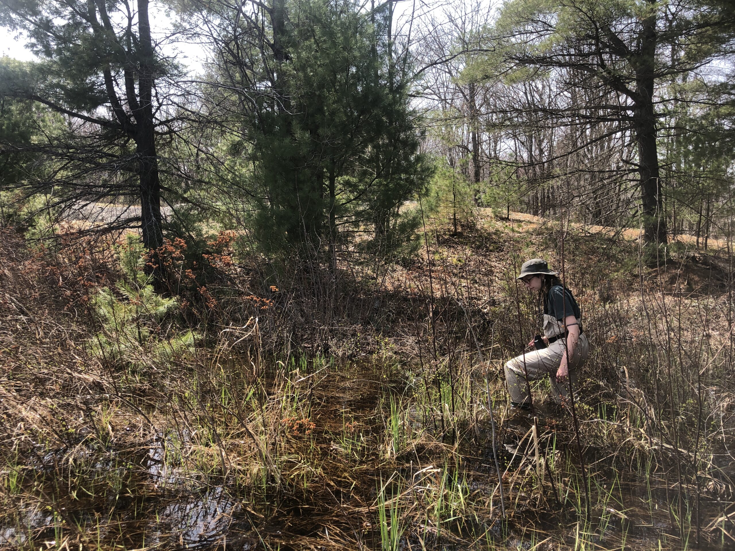 alysha doing reptile monitoring in the woods