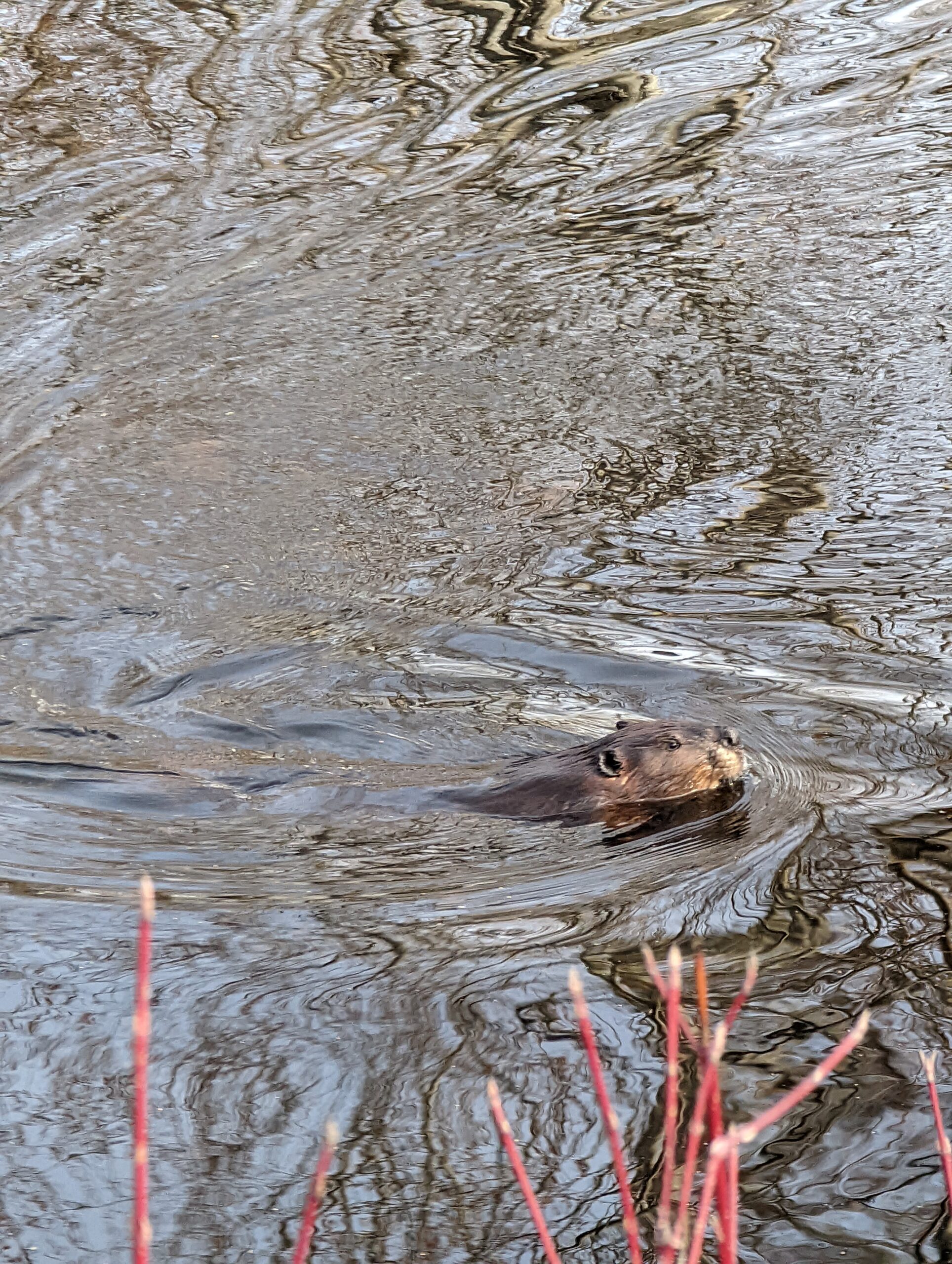 beaver in the water at whitney wetland