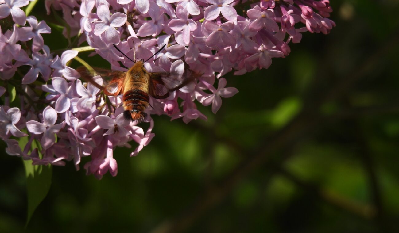 photo of bee on a lilac tree for the carden challenge