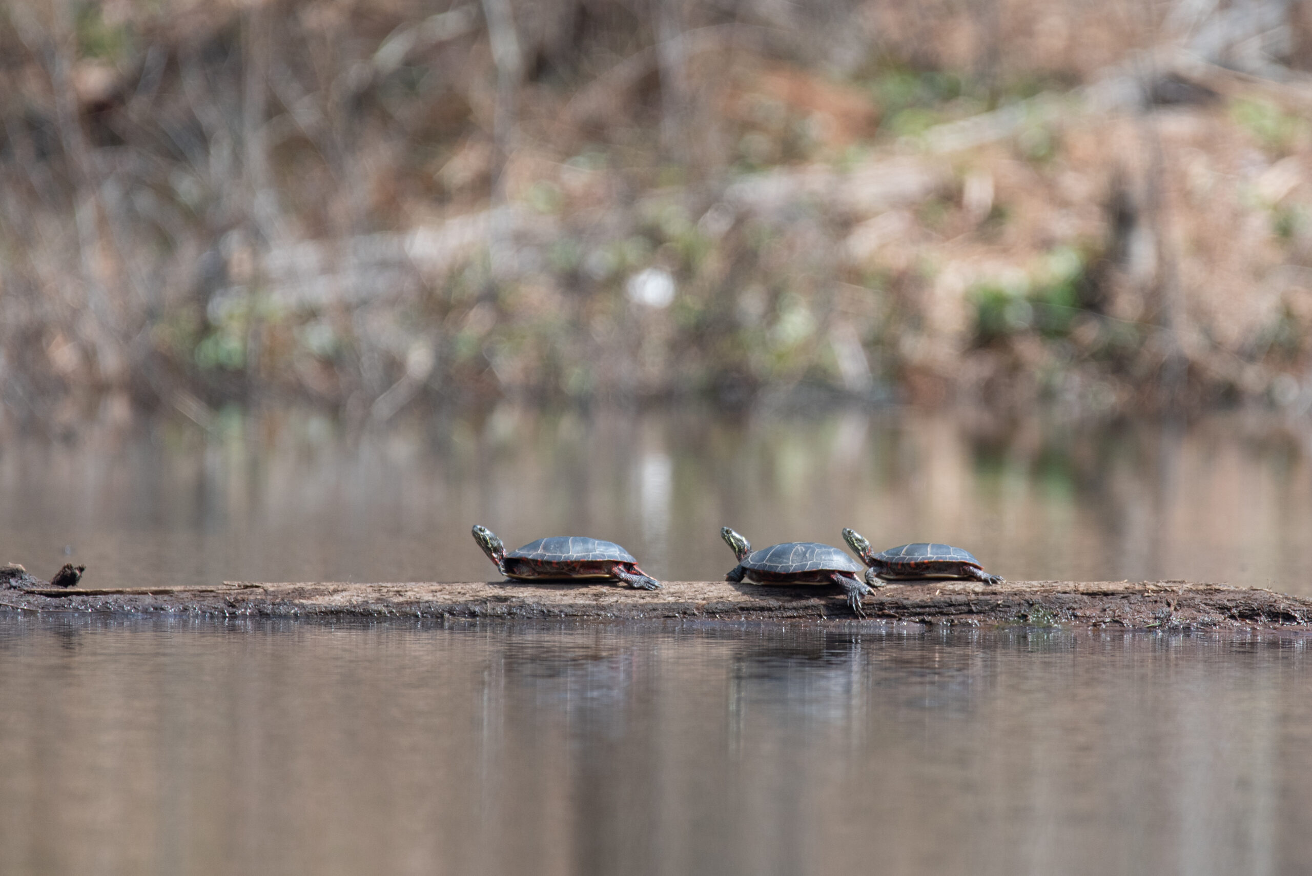 3 midland painted turtles on a log