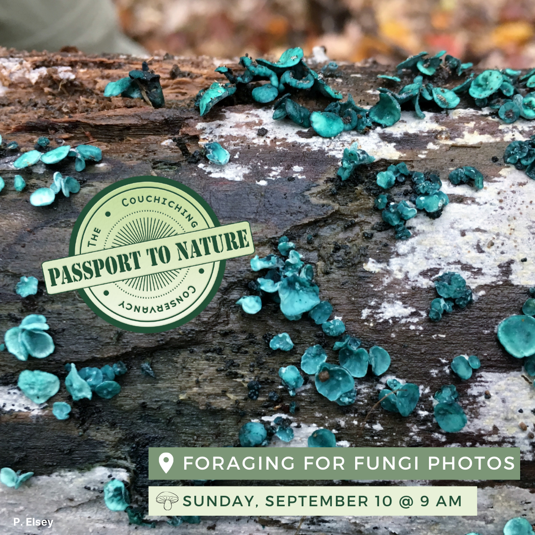 passport to nature foraging for fungi September 10th