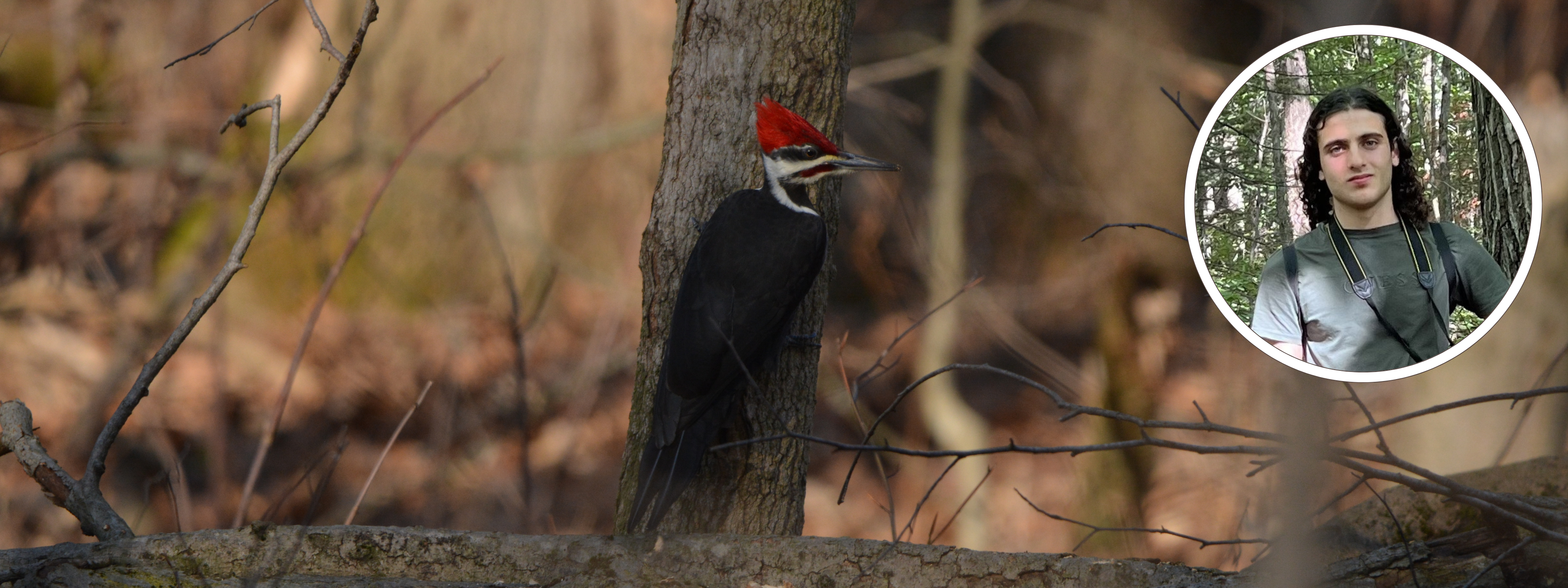 Winter Birds of the Couchiching Region - Couchiching Conservancy