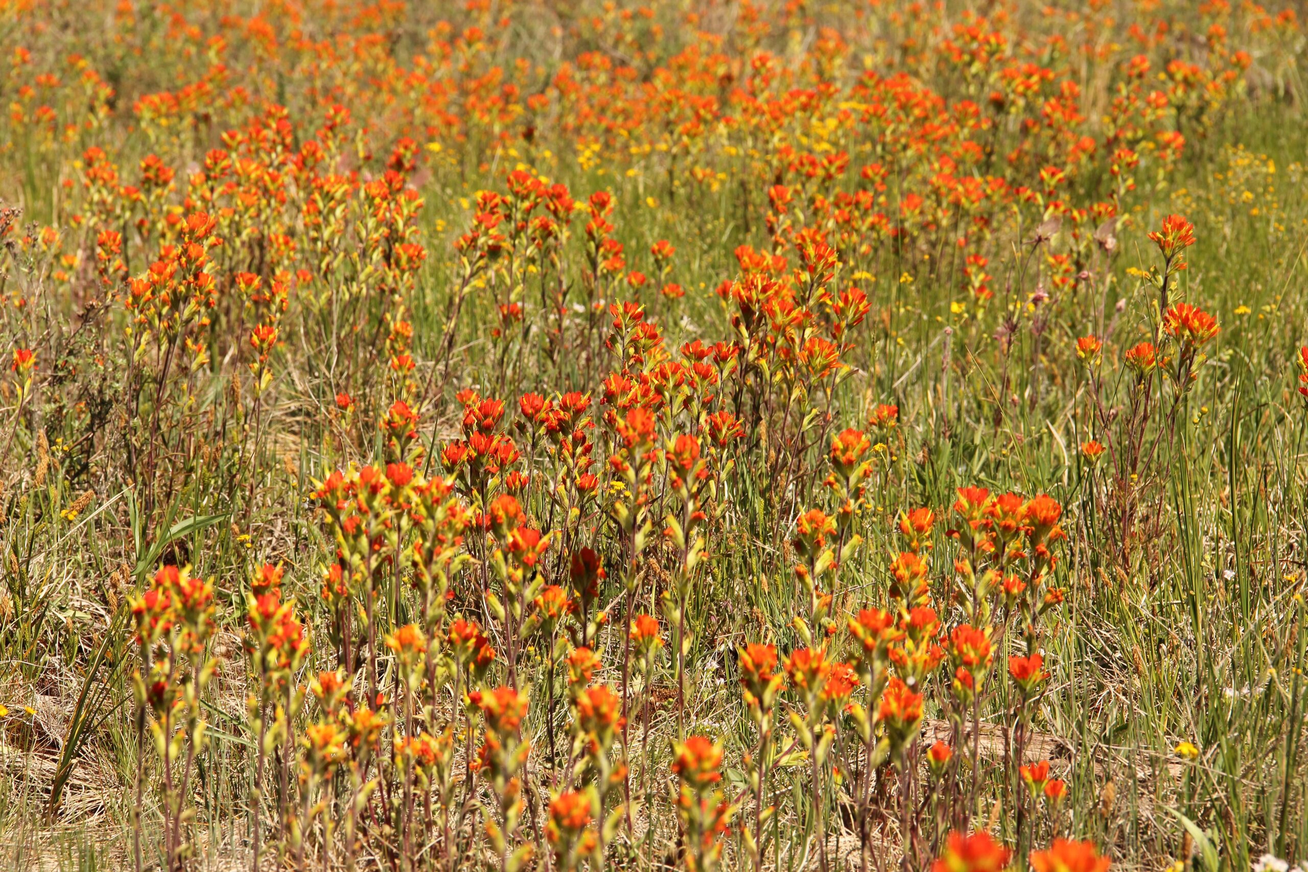 Wildflowers