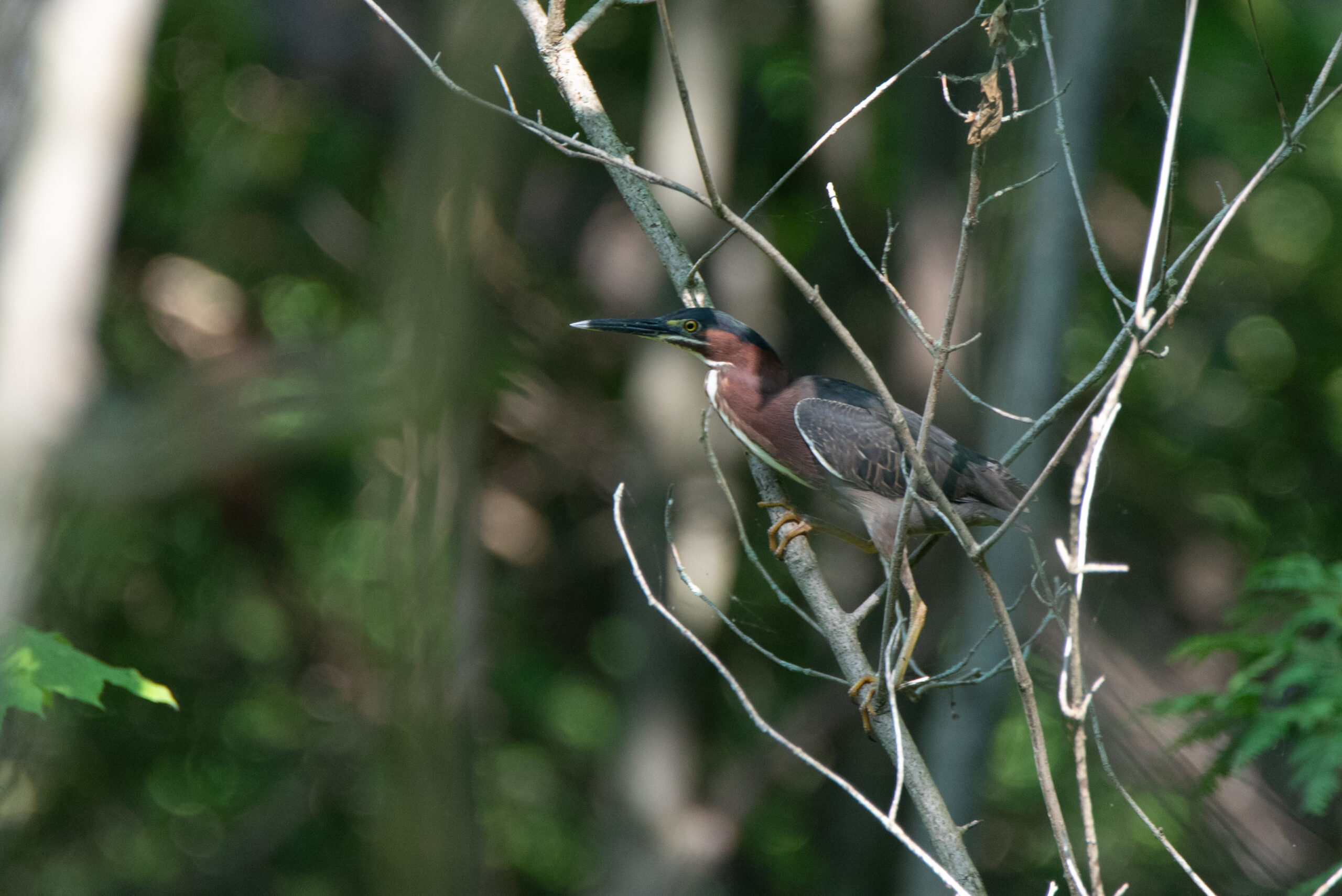 Green heron. Toby Rowland.