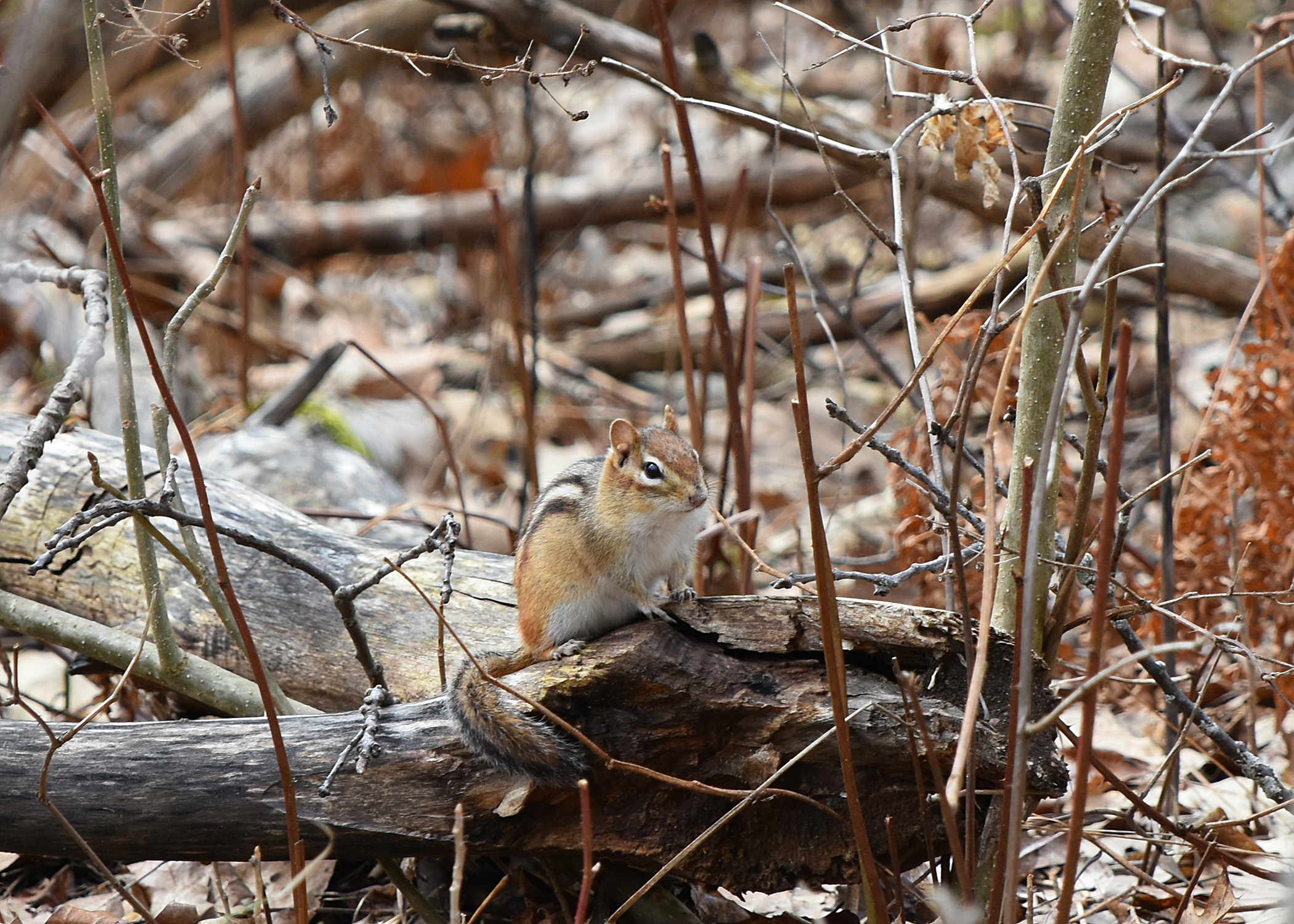 Chipmunk. Joelle Burnie.