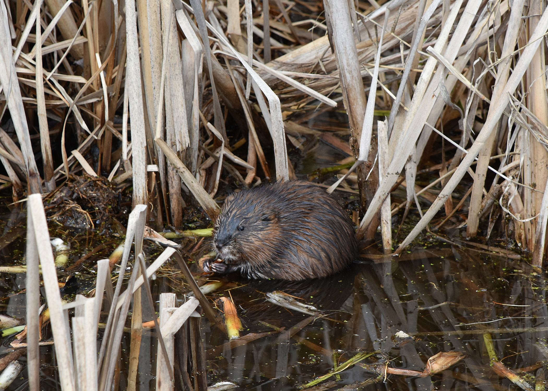 Muskrat. Photo by Joelle Burnie.