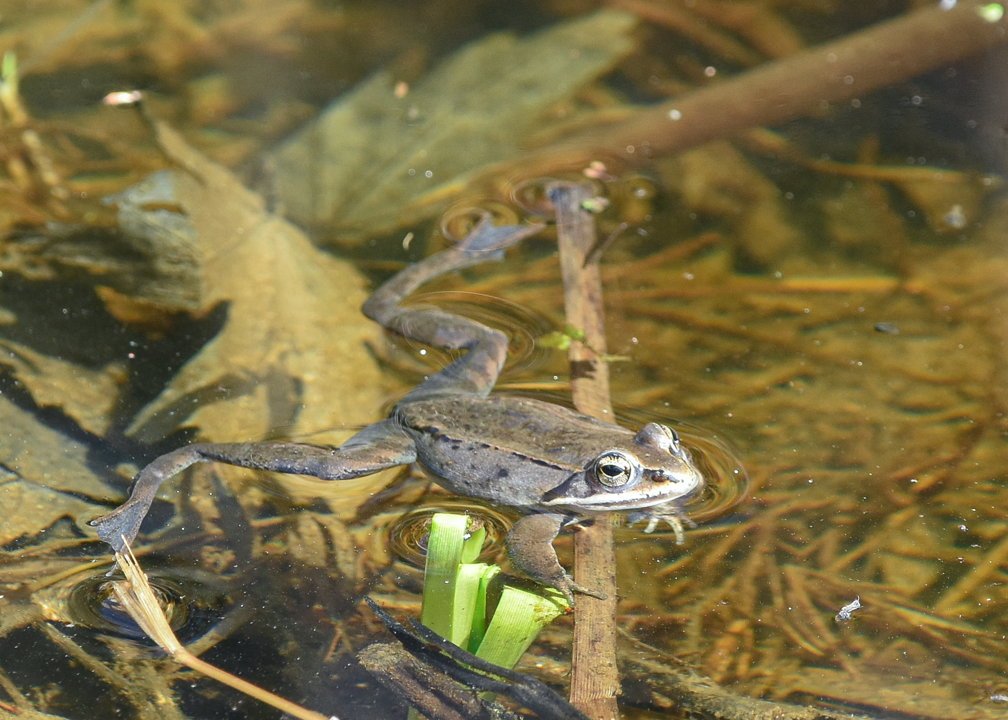 Wood Frog. Joelle Burnie.