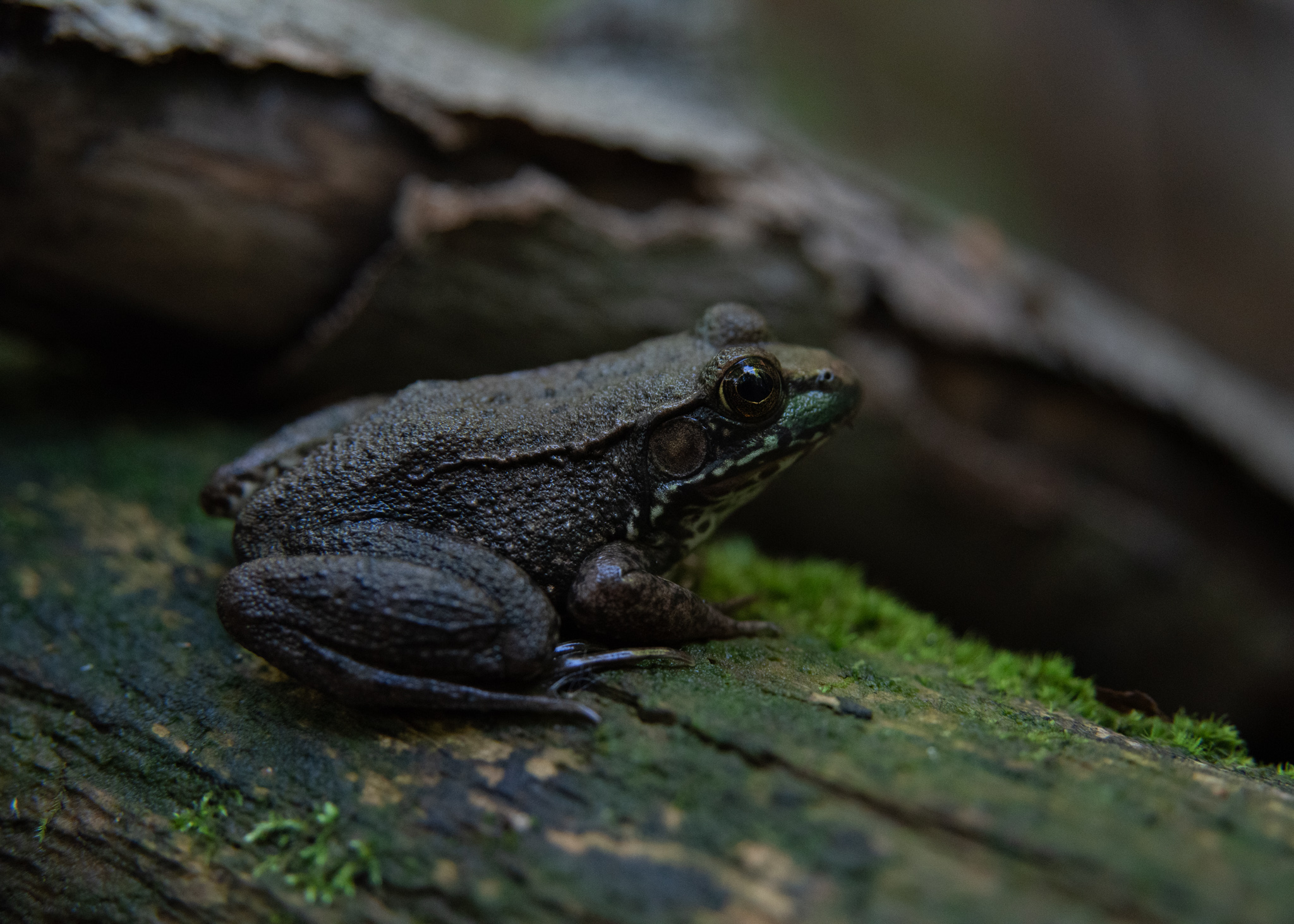 Green Frog. Joelle Burnie.