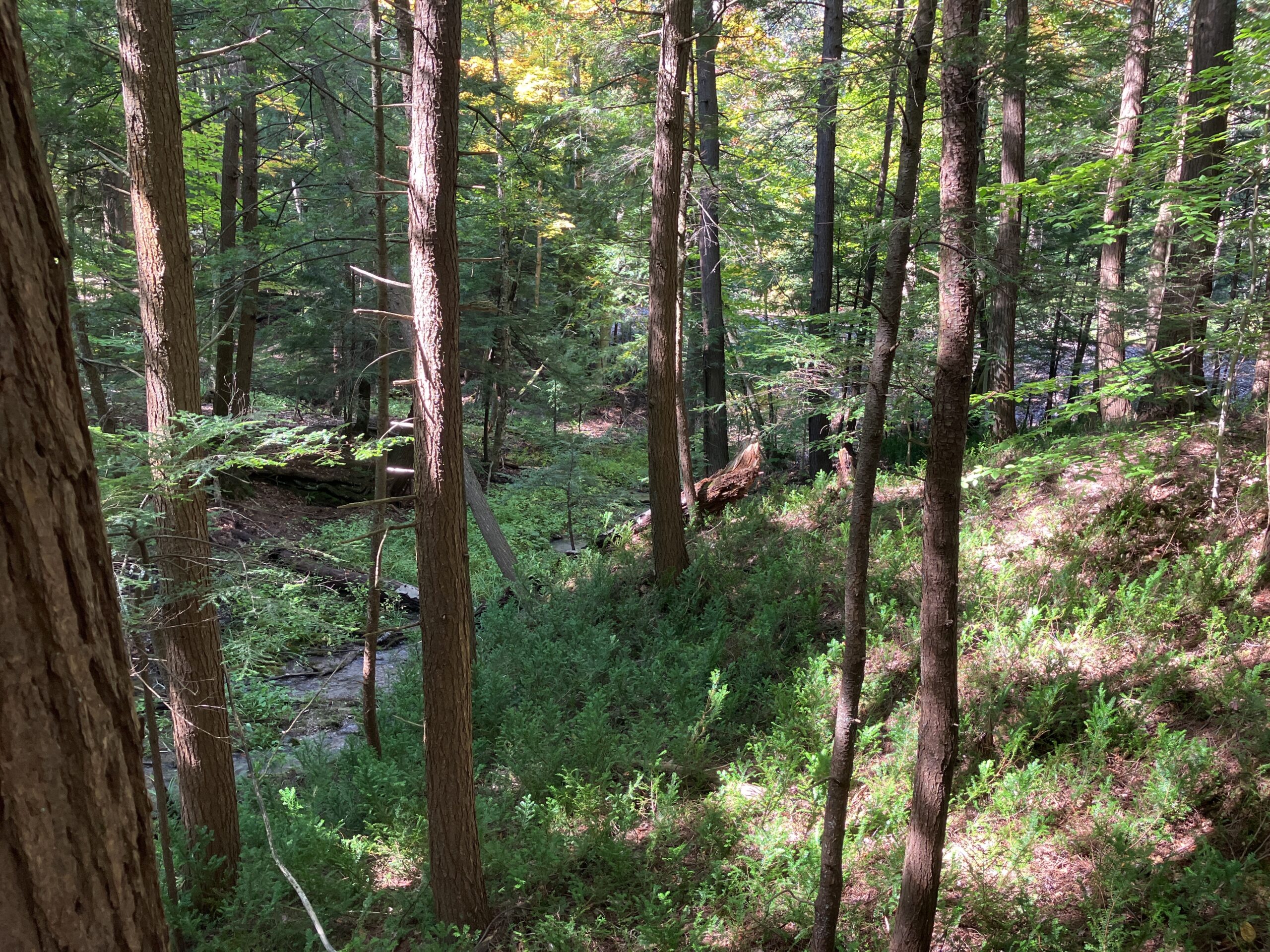 Hemlock forest