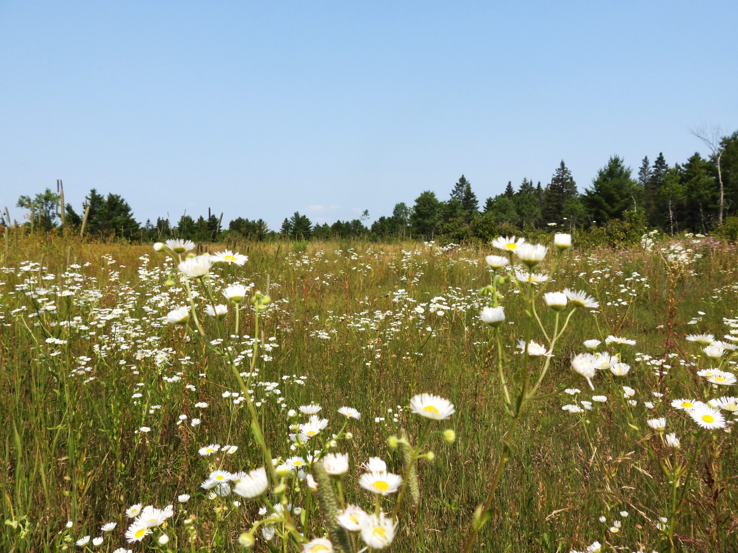 Deverell-Morton Nature Reserve