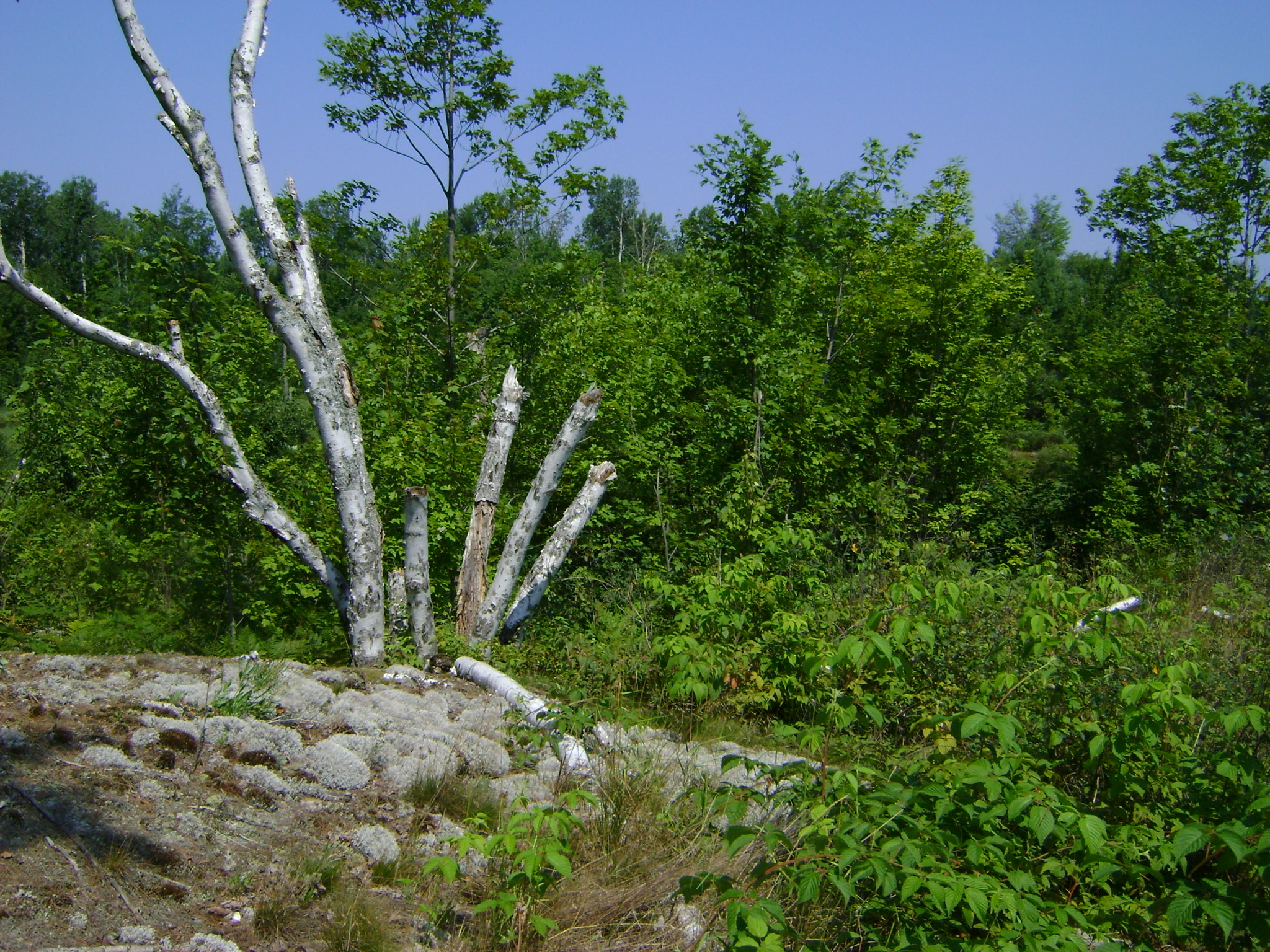 Photo: landscape