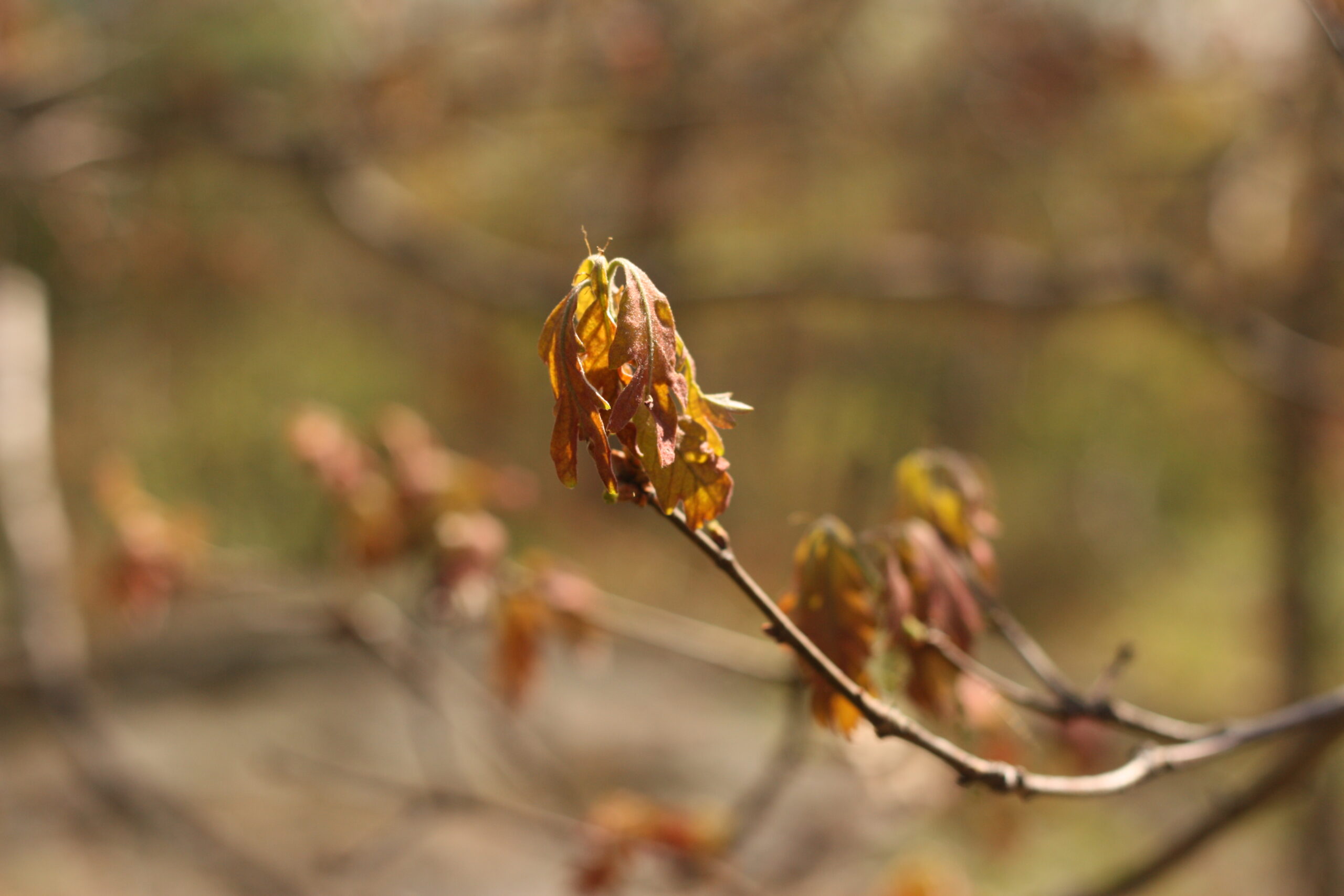 Photo: tree buds