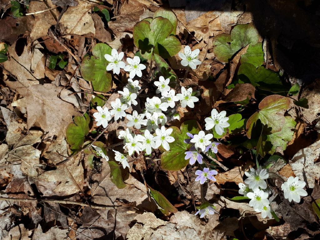 Round lobed hepatica