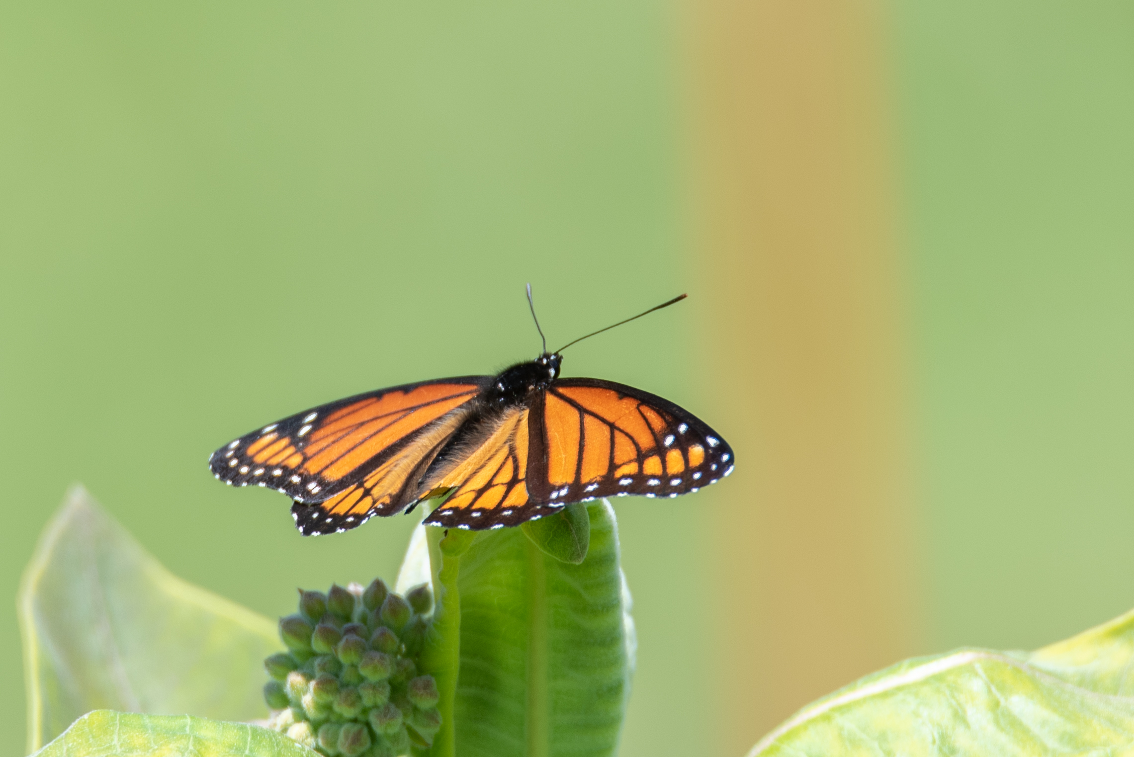 Viceroy. Toby Rowland.