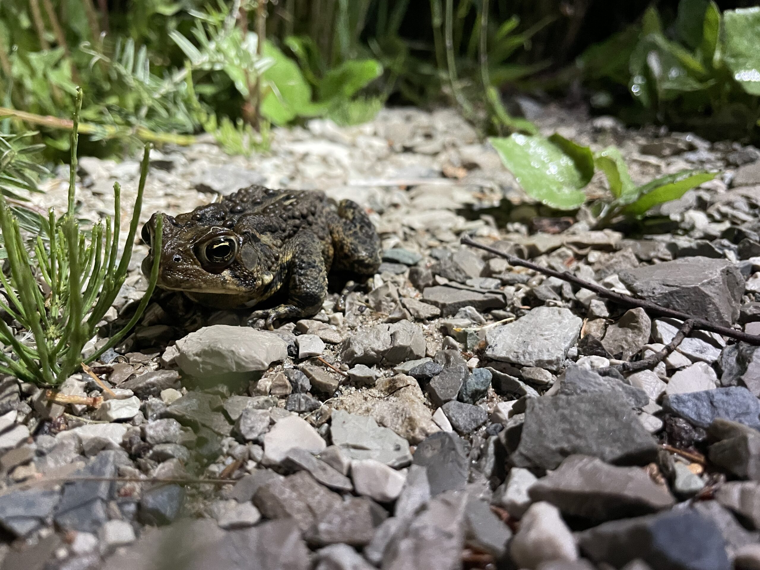 Photo: American Toad