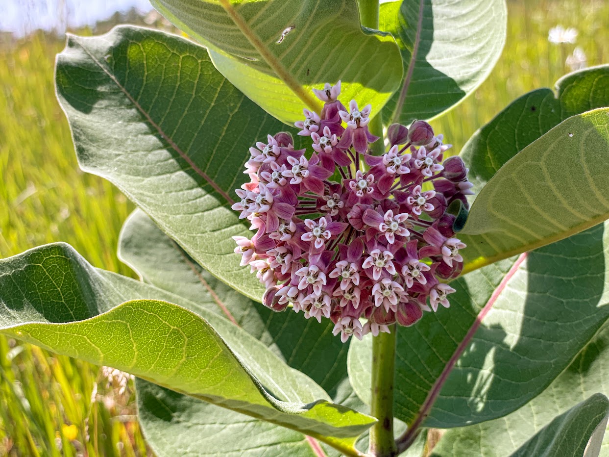 Common Milkweed. Aiesha Aggarwal.