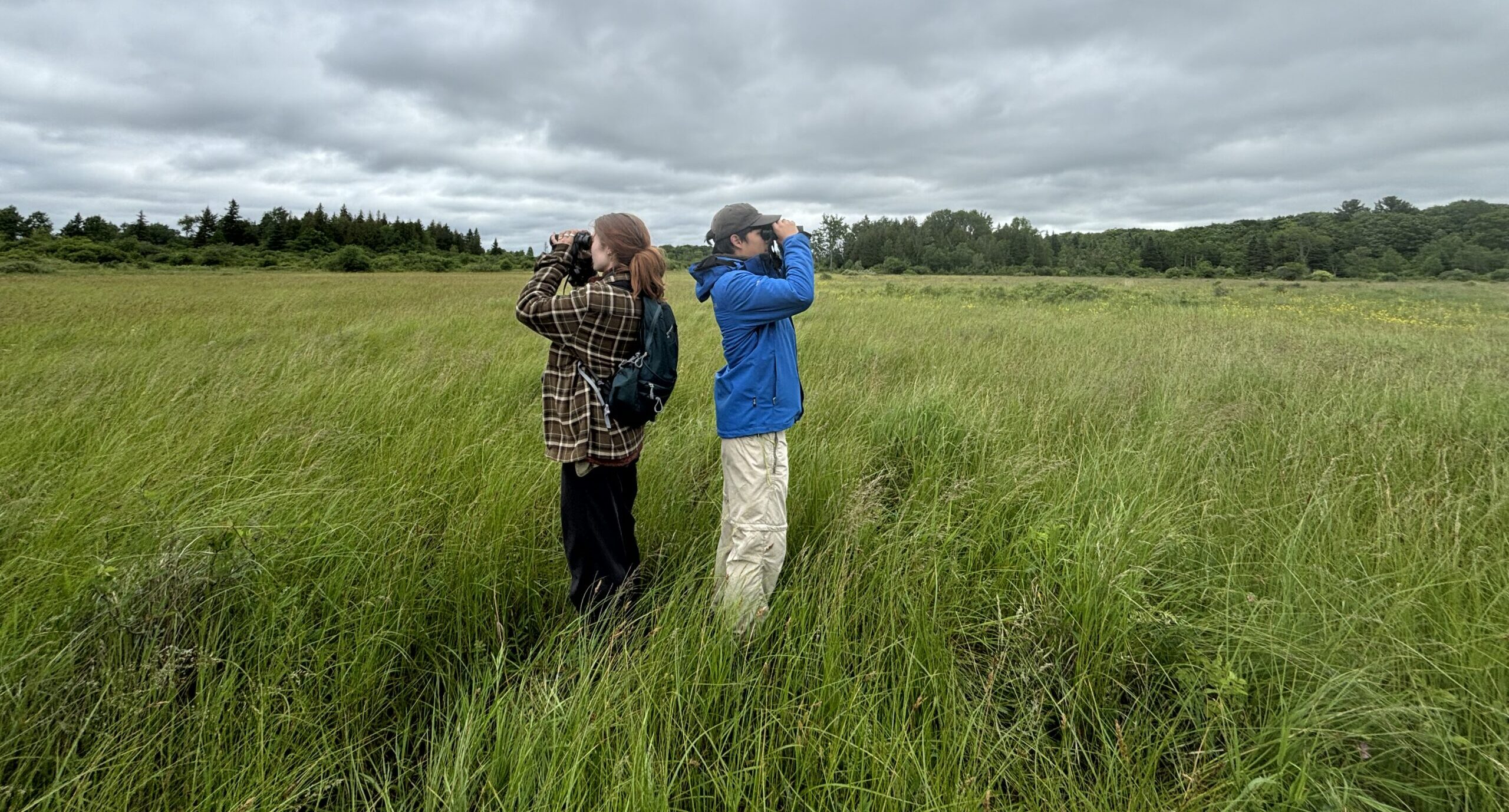 Looking for birds